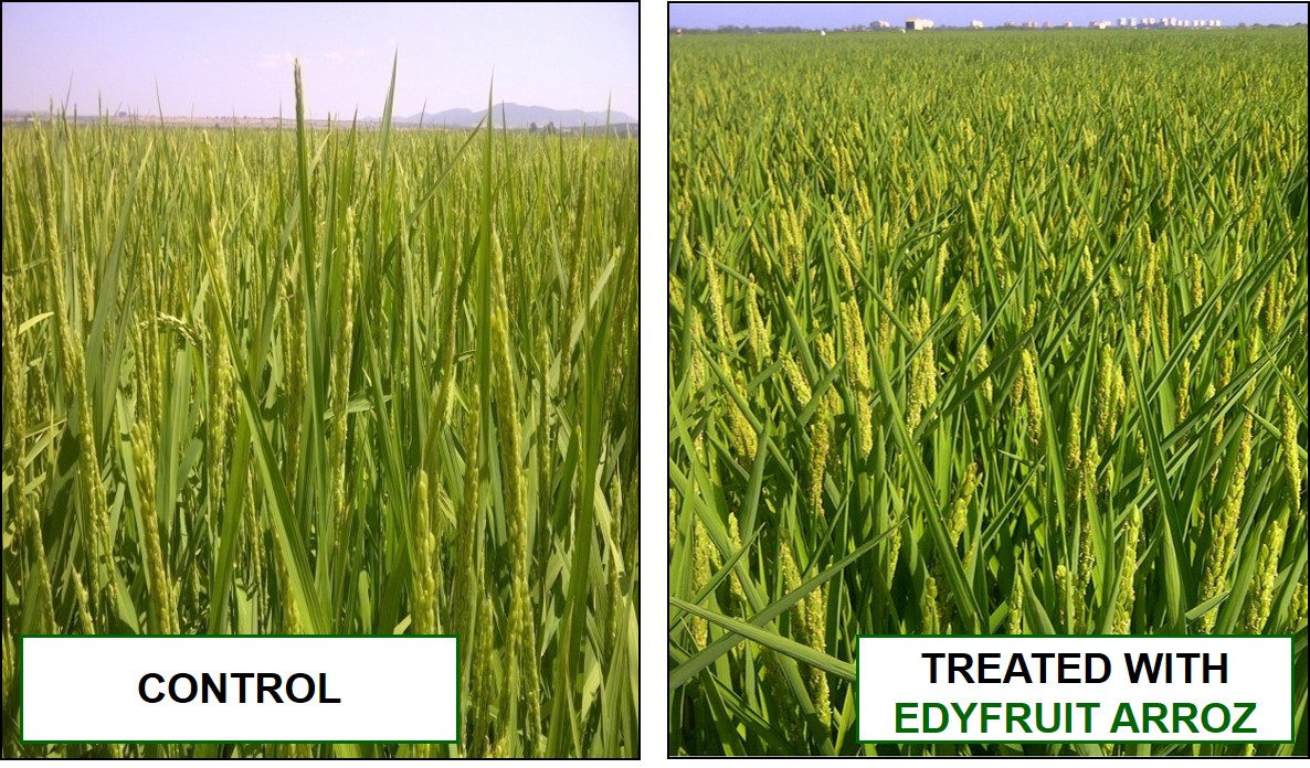Comparation of rice plants treated with EDYFRUIT ARROZ and Control